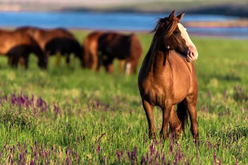 A horse grazing with multiple horses in the background